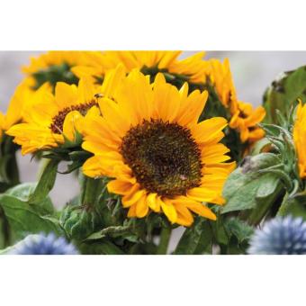 GIRASOL Samen Sonnenblumen Beige