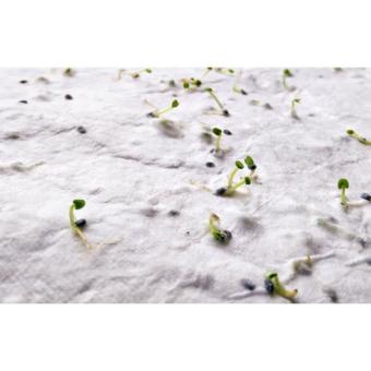 ASIDI A4 wildflower seed paper sheet White